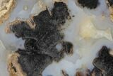 Petrified Wood (Schinoxylon) Slab - Blue Forest, Wyoming #141328-1